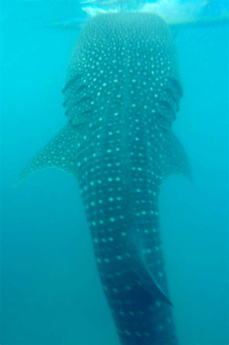 whale in tagalog|Whale Shark in Tagalog.